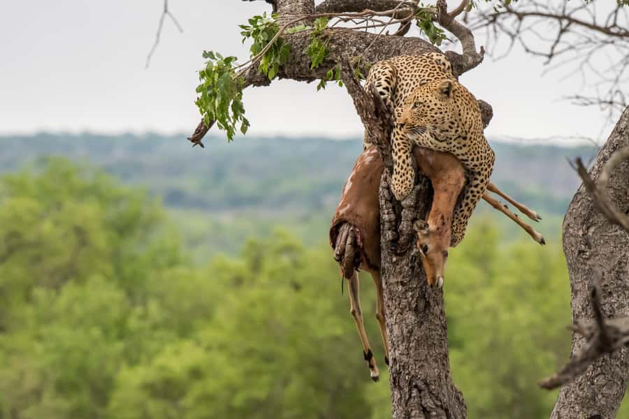 Full-Day Private Big 5 Safari in Kruger National Park - Morning game drive: how the Big Five hunt plays out