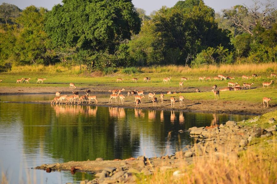 Full-Day Private Big 5 Safari in Kruger National Park - Late breakfast on site: the pause that keeps your eyes sharp