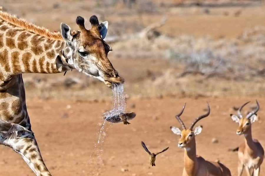 Full-Day Private Big 5 Safari in Kruger National Park - The afternoon shift: waterholes, riverbanks, and more chances for action