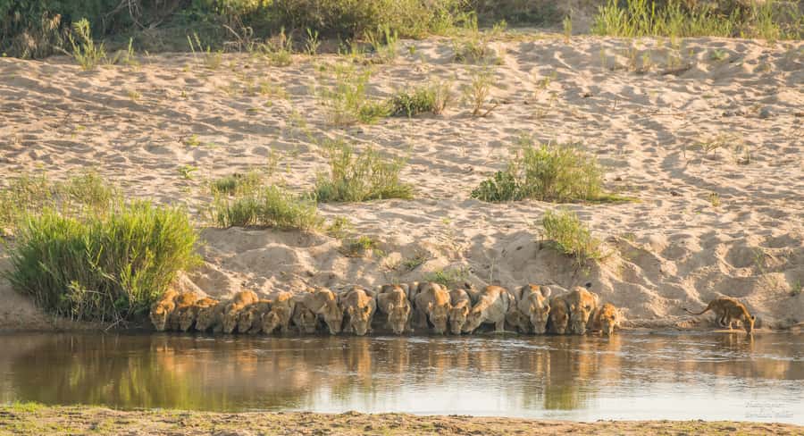 Full-Day Private Big 5 Safari in Kruger National Park - Your route is flexible, but the comfort breaks are planned