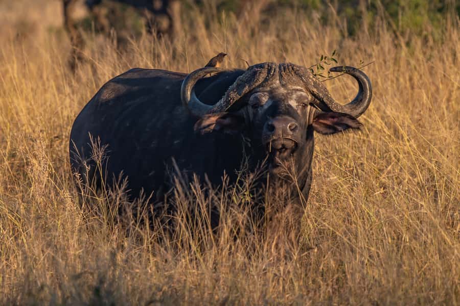 Full-Day Private Big 5 Safari in Kruger National Park - Best-fit travelers: who will enjoy this most