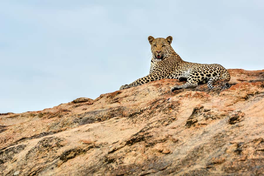 Full-Day Private Big 5 Safari in Kruger National Park - Private open safari vehicle, blankets, and a guide who keeps talking