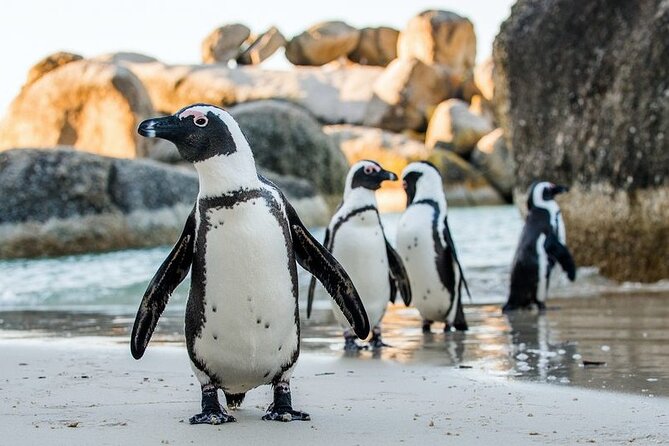 Full Day Private Cape Peninsula and Boulders Beach Tour - Key highlights at a glance