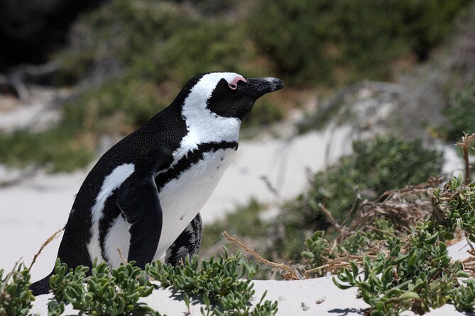 Full Day Private Cape Peninsula and Boulders Beach Tour - How Bo-Kaap sets the tone (and what to actually notice)