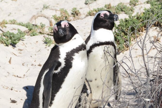 Full Day Private Cape Peninsula and Boulders Beach Tour - Chapman’s Peak Drive: the famous road, timed for good viewing