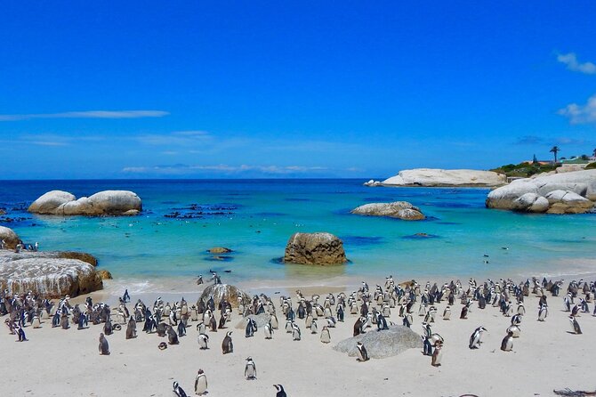 Full Day Private Cape Peninsula and Boulders Beach Tour - Hout Bay: where the day gets more local