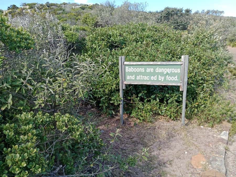 Full-Day Private Excursion: Cape of Good Hope and Penguins - Key points before you go