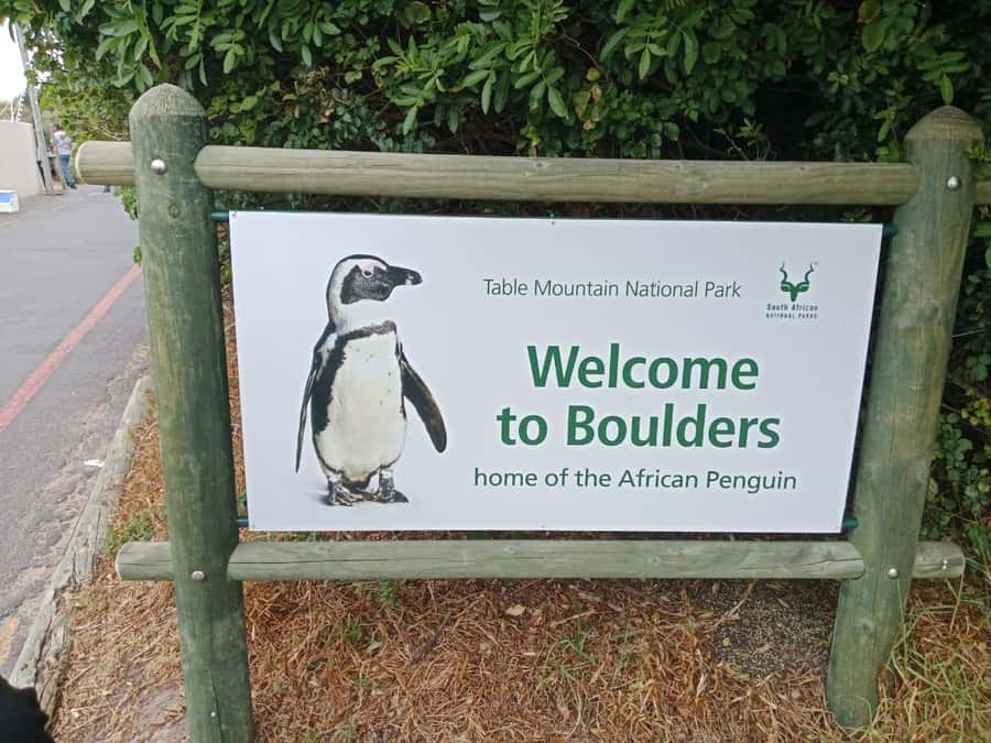 Full-Day Private Excursion: Cape of Good Hope and Penguins - Boulders Beach Penguins: the closest you’ll get to the birds