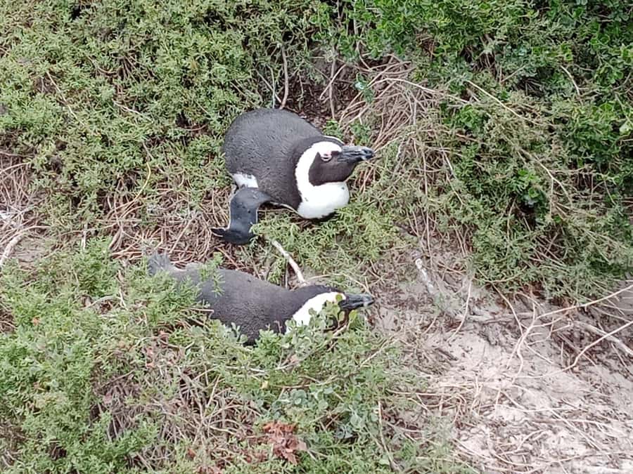 Full-Day Private Excursion: Cape of Good Hope and Penguins - Simon’s Town: colonial streets, shops, and lunch on your terms