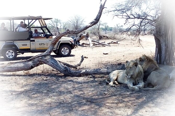 Full Day Private Kruger Park Safari - Afternoon Game Viewing: Where Sightings Decide the Route
