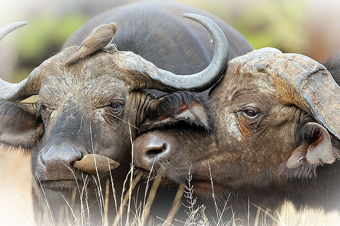 Full Day Private Kruger Park Safari - Price and Value: What You Pay for, and What You Still Need