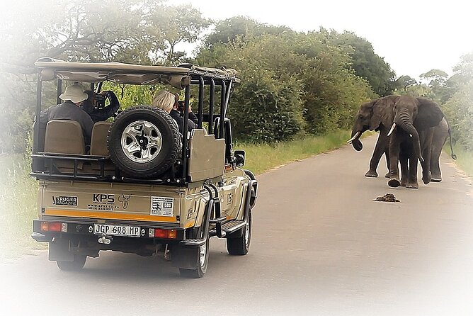 Full Day Private Kruger Park Safari - Morning Drive Through the Orpen or Phalaborwa Gate