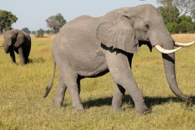 Full Day Safari Tour of Pilanesberg National Park, Open Jeep experience - The 6:00 am start: Johannesburg pickup and the long-day math