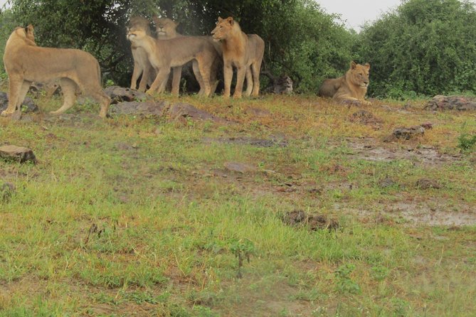 Full Day Safari Tour of Pilanesberg National Park, Open Jeep experience - Pilanesberg’s natural reserve feel, and why Big Five sightings are never guaranteed