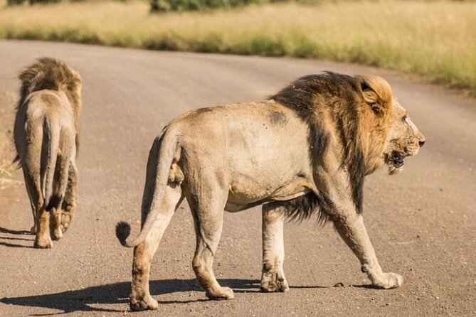 Full Day Safari Tour of Pilanesberg National Park, Open Jeep experience - What you do on the day: the rhythm of a full Pilanesberg safari