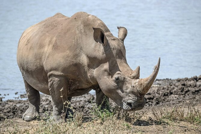 Full Day Safari Tour of Pilanesberg National Park, Open Jeep experience - Price and value: what $155.29 covers, and when it makes sense