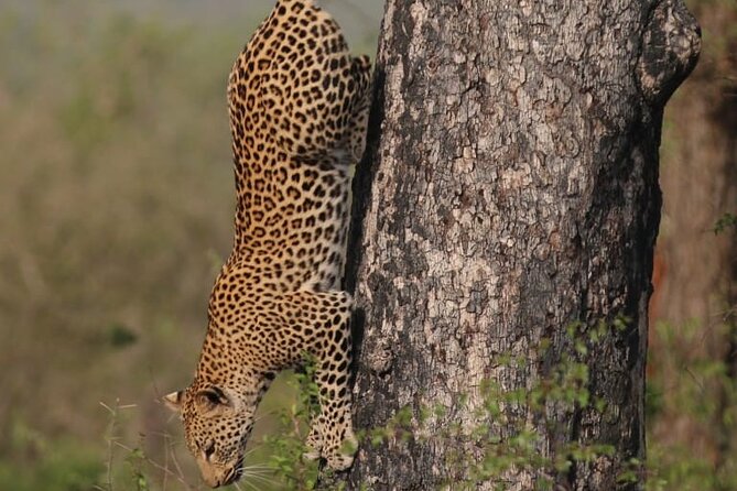 Full Day Safari Tour of Pilanesberg National Park, Open Jeep experience - Who should book this Pilanesberg open-jeep tour