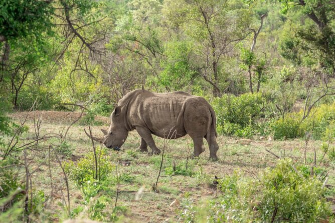 Full Day Safari Tour of Pilanesberg National Park, Open Jeep experience - The guides behind the scenes: spotting, positioning, and calm driving