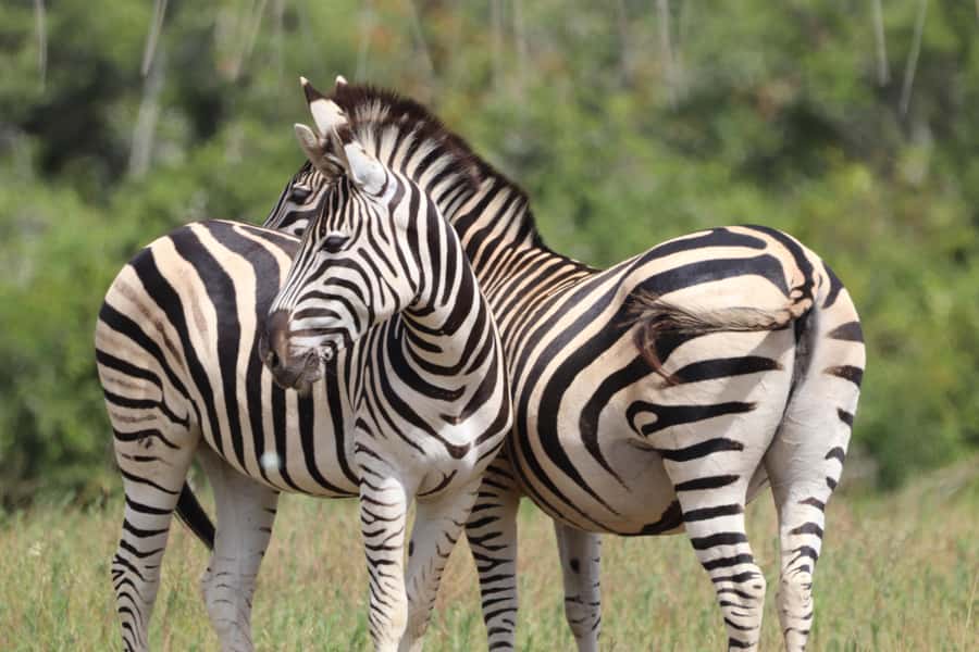 Full-Day Schotia Game Reserve & Giraffe Walk (Open 4x4) - A full-day safari that keeps you busy, not waiting