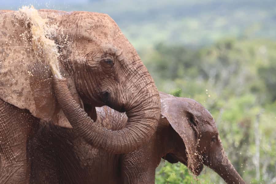 Full-Day Schotia Game Reserve & Giraffe Walk (Open 4x4) - Schotia game drive in an open vehicle: Big 5 odds and lion energy
