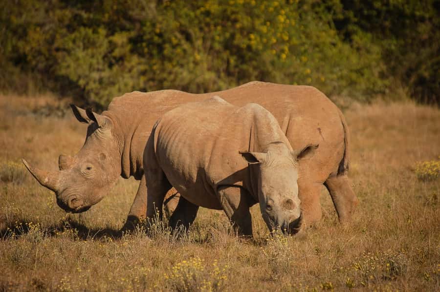 Full-Day Schotia Game Reserve & Giraffe Walk (Open 4x4) - What to bring, what not to do, and how to stay comfortable