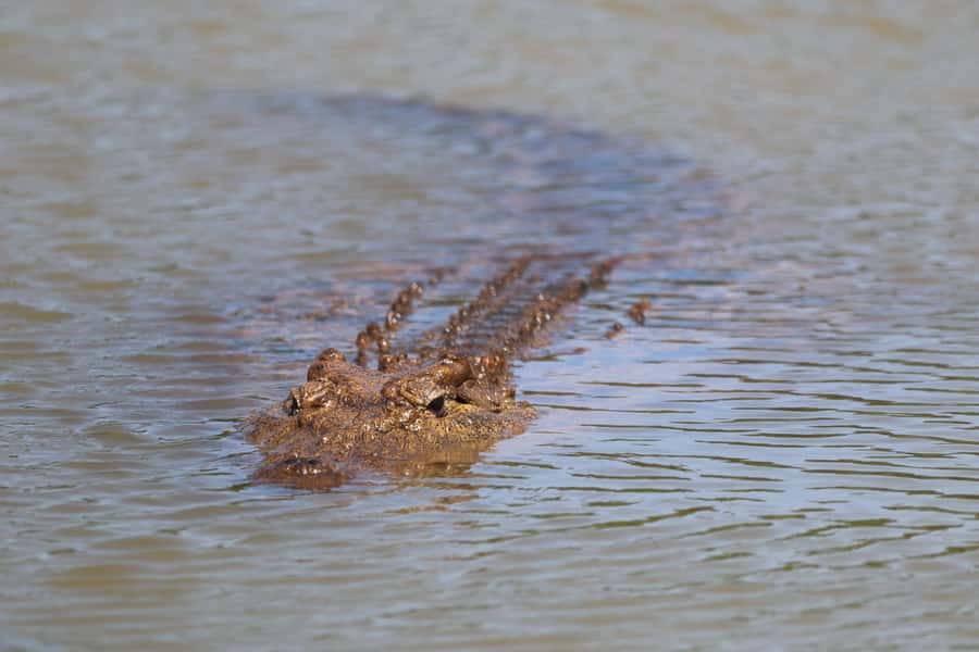 Full-Day Schotia Game Reserve & Giraffe Walk (Open 4x4) - Price and value: is $242 per person fair?