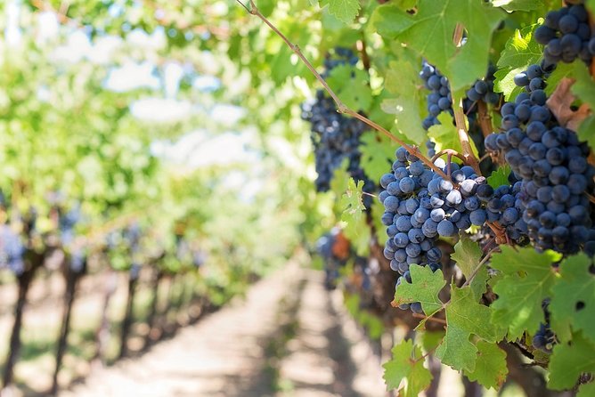 Full-Day Stellenbosch, Franschhoek and Paarl Wine Tasting Tour from Cape Town - Franschhoek: Huguenot Town Vibes and the Nostaliga of the Wine Tram