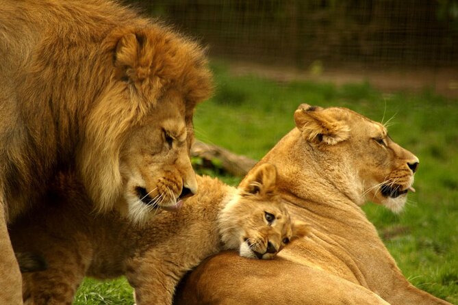 Full Day -Tala Game Reserve, Natal Lion Park, Phezulu From Durban - Key highlights you’ll care about