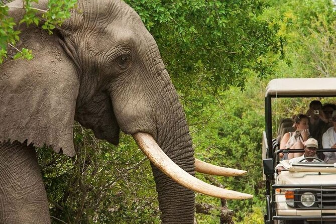 Full Day -Tala Game Reserve, Natal Lion Park, Phezulu From Durban - Stop 3: Phezulu Safari Park (3 Hours) With Extra Activities