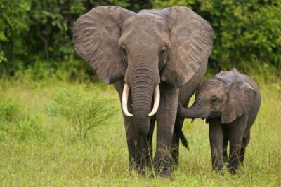 Full Day -Tala Game Reserve, Natal Lion Park, Phezulu From Durban