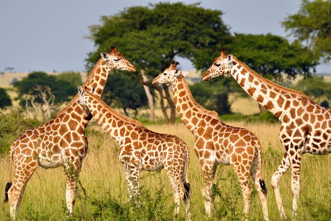 Full Day -Tala Game Reserve, Natal Lion Park, Phezulu From Durban - Pickup, Timing, and the Little Logistics That Can Make or Break It