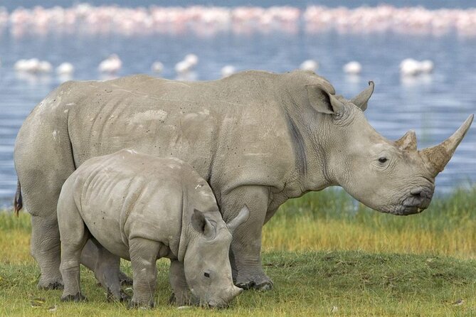 Full Day -Tala Game Reserve, Natal Lion Park, Phezulu From Durban - Should You Book This Durban Safari Combo?