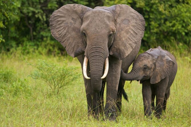 Full Day -Tala Game Reserve, Natal Lion Park, Phezulu From Durban - Stop 2: Natal Lion Park for Lions and Elephants (2 Hours)