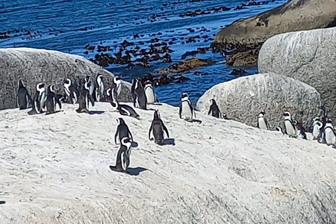 Full Day Tour for Cape of Good Hope & Boat to Seals Island - A Cape Town day that actually hits the southern edge