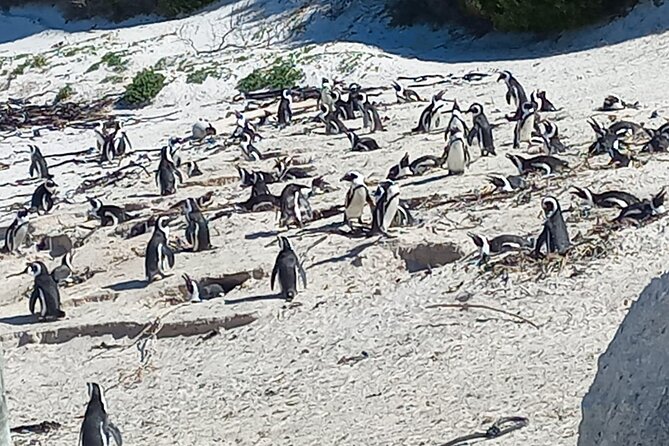 Full Day Tour for Cape of Good Hope & Boat to Seals Island - Camps Bay and Hout Bay, your Atlantic coast warm-up
