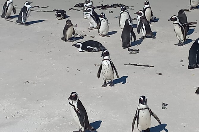 Full Day Tour for Cape of Good Hope & Boat to Seals Island - Chapman’s Peak Drive, the 114-curve cliff road