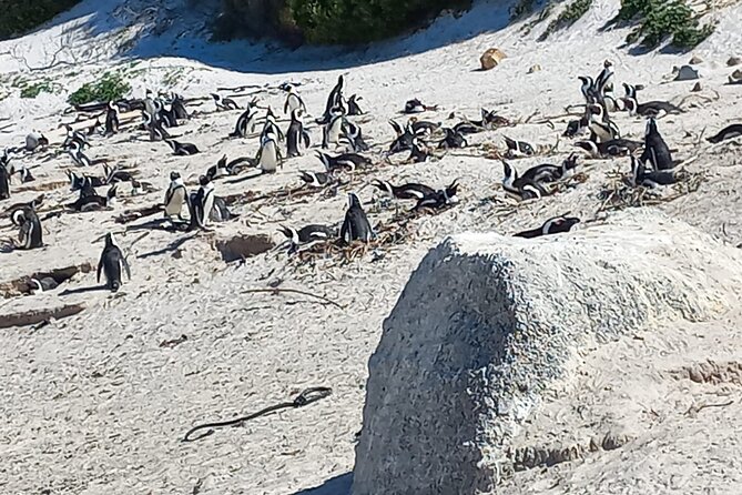 Full Day Tour for Cape of Good Hope & Boat to Seals Island - Cape of Good Hope Nature Reserve, where spotting is part of the deal
