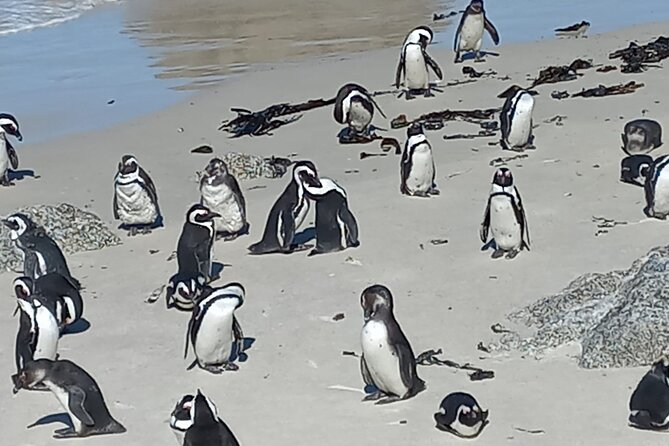 Full Day Tour for Cape of Good Hope & Boat to Seals Island - The Old Cape Point Lighthouse visit, built for mariners since 1859