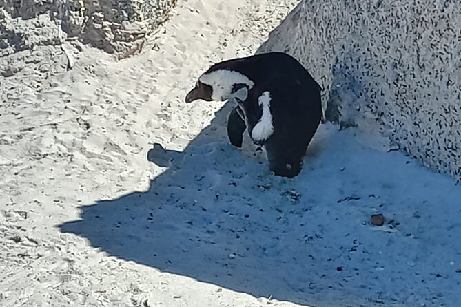 Full Day Tour for Cape of Good Hope & Boat to Seals Island - Muizenberg Beach, a softer coast ending
