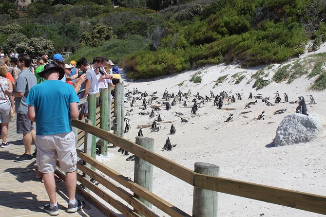 Full-Day Tour to Cape Point and Cape of Good Hope - Boulders Beach penguins: boardwalk closeness, and what’s optional