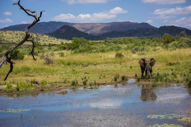 Full Day Ultimate Pilanesberg National Park Safari from Johannesburg or Pretoria - The afternoon safari drive: better sightings often happen after the break