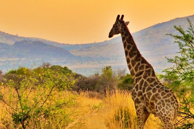 Full Day Ultimate Pilanesberg National Park Safari from Johannesburg or Pretoria - Big Five odds: what to do when the lion or leopard is missing