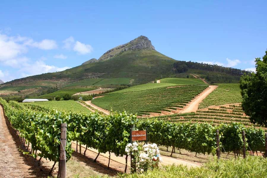 Full-Day Winelands E-Bike Tour with Wine Tasting & Lunch - Cape Town pickup, van transfer, and why it matters