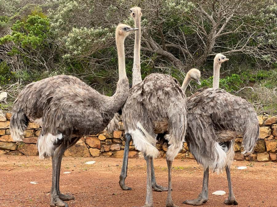 Fully Day Cape Of Good Hope, Penguins, Bo Kaap , Seals Tour - Key Highlights You’ll Actually Remember