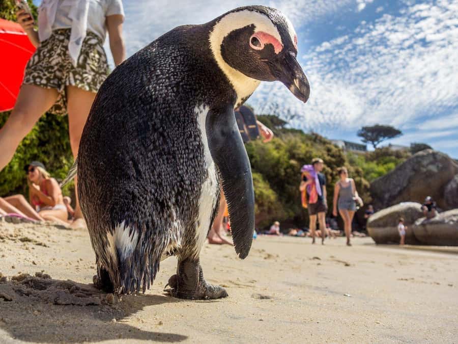 Fully Day Cape Of Good Hope, Penguins, Bo Kaap , Seals Tour - Hout Bay and the Optional Seal Island Boat Trip