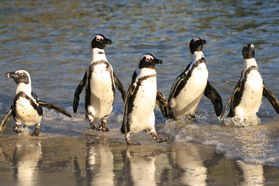 Fully Day Cape Of Good Hope, Penguins, Bo Kaap , Seals Tour - Simon’s Town Lunch Break That Doesn’t Feel Like a Refund of Time