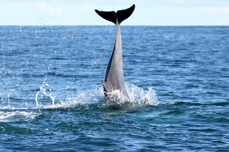 Gansbaai and Big 5 Sea Safari Full-Day Tour from Cape Town - Practical Tips To Make Your Day Smoother