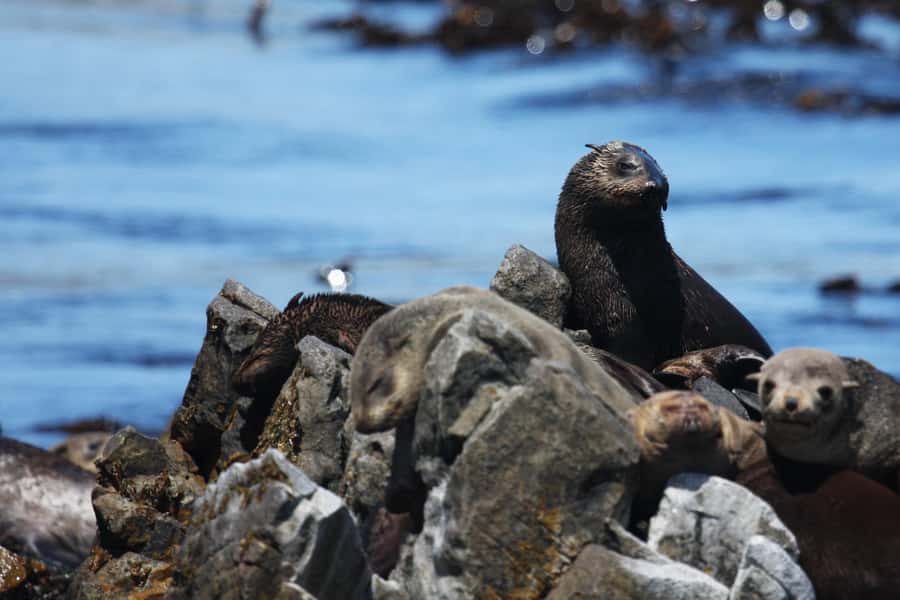 Gansbaai and Big 5 Sea Safari Full-Day Tour from Cape Town - Cape Town To Gansbaai, The Coast Road That Sets The Tone