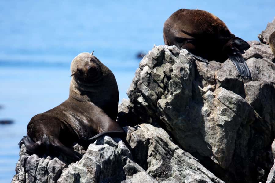 Gansbaai and Big 5 Sea Safari Full-Day Tour from Cape Town - Two Hours On Walker Bay For The Big 5
