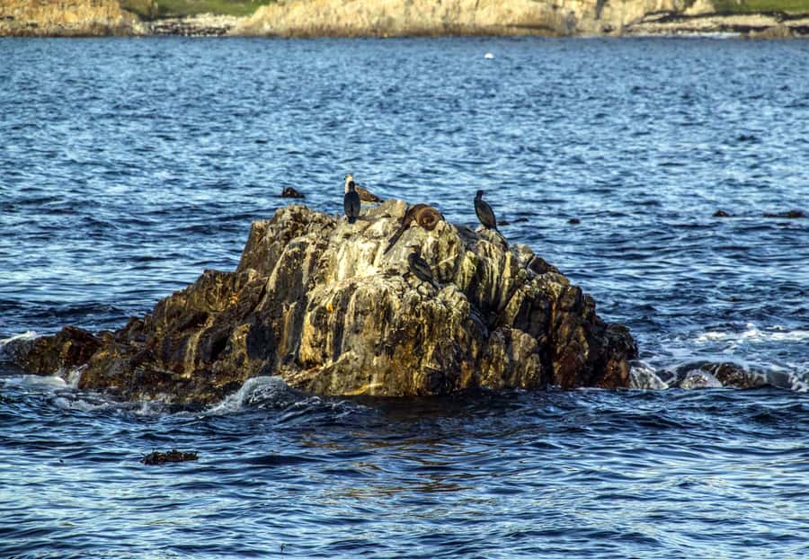 Gansbaai and Big 5 Sea Safari Full-Day Tour from Cape Town - Hermanus Late Lunch And Shop Stop, Your Time To Reset